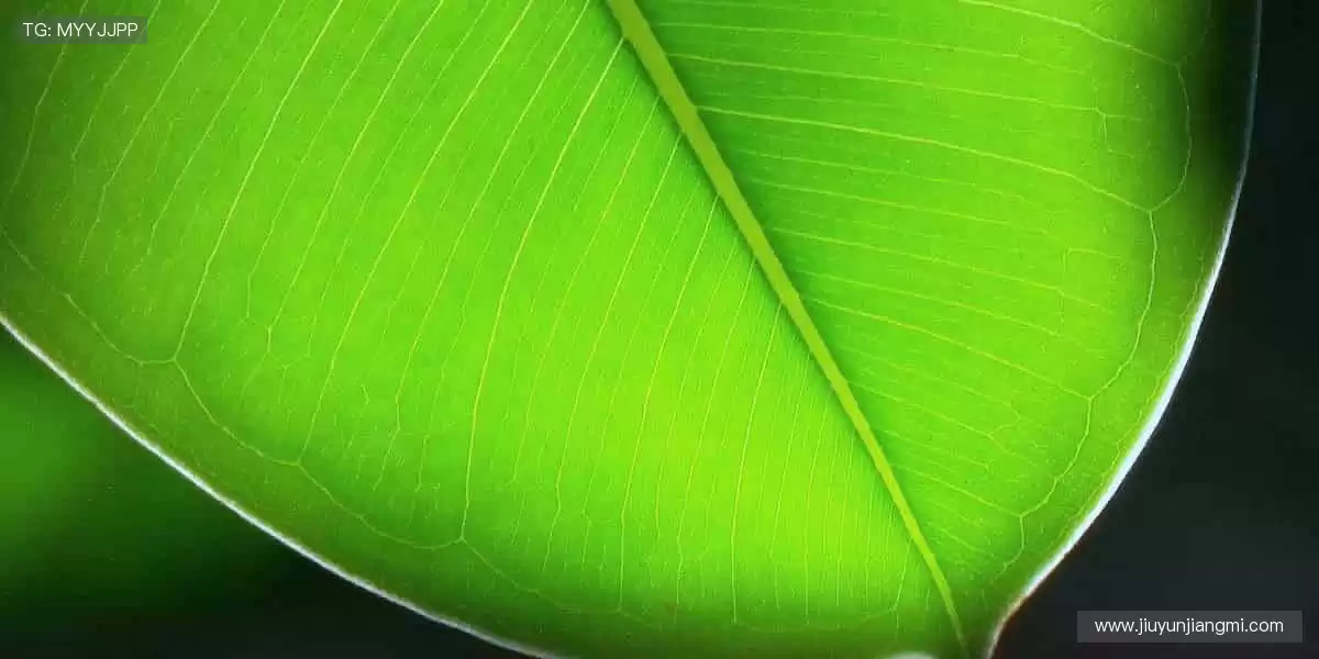 🏆 周边好物,点燃你的热爱!